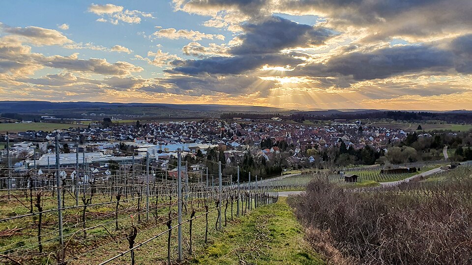 Blick vom Weinberg über Ensingen